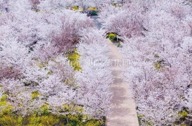 豐樂櫻花園—櫻花列車